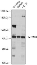 MTMR8 Antibody in Western Blot (WB)