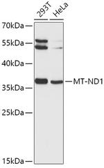 MT-ND1 Antibody in Western Blot (WB)