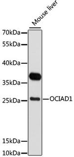 OCIAD1 Antibody in Western Blot (WB)