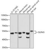 OLFM3 Antibody in Western Blot (WB)