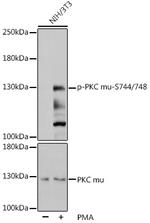 Phospho-PDK/PKC mu (Ser744, Ser748) Antibody in Western Blot (WB)