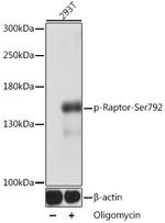 Phospho-Raptor (Ser792) Antibody in Western Blot (WB)