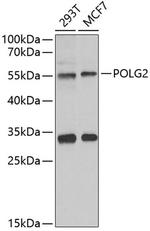 POLG2 Antibody in Western Blot (WB)