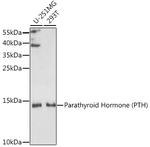 PTH Antibody in Western Blot (WB)