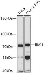 RMI1 Antibody in Western Blot (WB)