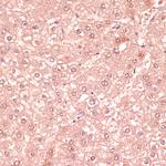 RNF5 Antibody in Immunohistochemistry (Paraffin) (IHC (P))