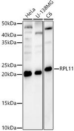 RPL11 Antibody in Western Blot (WB)