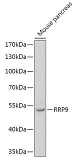 RRP9 Antibody in Western Blot (WB)