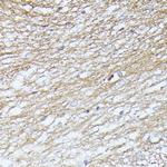 SEPT5 Antibody in Immunohistochemistry (Paraffin) (IHC (P))