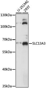 SLC13A3 Antibody in Western Blot (WB)