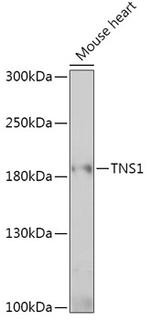Tensin 1 Antibody in Western Blot (WB)