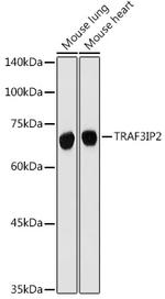 TRAF3IP2 Antibody in Western Blot (WB)