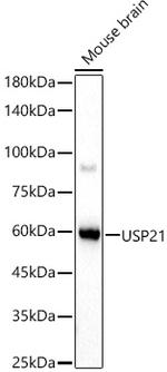 USP21 Antibody in Western Blot (WB)