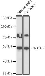 WASF3 Antibody in Western Blot (WB)
