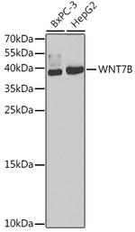 WNT7B Antibody in Western Blot (WB)