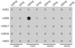 H3R8me1 Antibody in Dot Blot (DB)