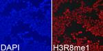 H3R8me1 Antibody in Immunocytochemistry (ICC/IF)