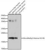 H3R8me1 Antibody in Western Blot (WB)