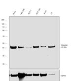 PRAS40 Antibody in Western Blot (WB)