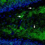 GluR1 (extracellular) Antibody in Immunohistochemistry (Frozen) (IHC (F))