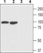 GluR1 (extracellular) Antibody in Western Blot (WB)