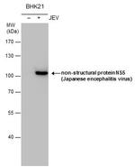 Japanese Encephalitis Virus NS5 Antibody in Western Blot (WB)