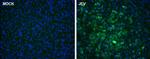 Japanese Encephalitis Virus NS5 Antibody in Immunocytochemistry (ICC/IF)