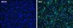 Japanese Encephalitis Virus NS1 Antibody in Immunocytochemistry (ICC/IF)