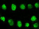 GCM2 Antibody in Immunocytochemistry (ICC/IF)