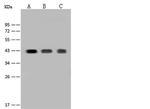 CD38 Antibody in Western Blot (WB)