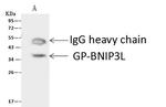 BNIP3L Antibody in Immunoprecipitation (IP)