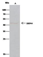 ERP44 Antibody in Immunoprecipitation (IP)