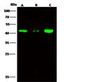 ERP44 Antibody in Western Blot (WB)