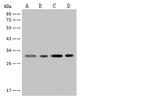 MRPL19 Antibody in Western Blot (WB)