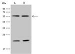 RBM34 Antibody in Western Blot (WB)