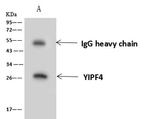 YIPF4 Antibody in Immunoprecipitation (IP)