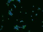 SPAG16 Antibody in Immunocytochemistry (ICC/IF)