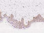 GTF2F2 Antibody in Immunohistochemistry (Paraffin) (IHC (P))