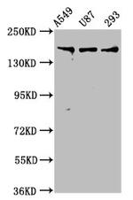 Agrin Antibody in Western Blot (WB)