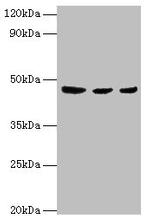 ENTPD5 Antibody in Western Blot (WB)