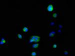 FKBP6 Antibody in Immunocytochemistry (ICC/IF)