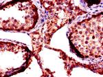 FKBP6 Antibody in Immunohistochemistry (Paraffin) (IHC (P))