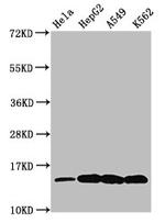 H2A.ZK7ac Antibody in Western Blot (WB)