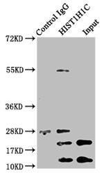Acetyl-Histone H1.2 (Lys96) Antibody in Immunoprecipitation (IP)