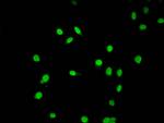 Acetyl-Histone Macro-H2A.1 (Lys9) Antibody in Immunocytochemistry (ICC/IF)