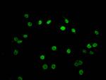 Formyl-Histone Macro-H2A.1 (Lys118) Antibody in Immunocytochemistry (ICC/IF)
