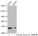Formyl-Histone Macro-H2A.1 (Lys118) Antibody in Western Blot (WB)