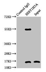 H3K4cr Antibody in Immunoprecipitation (IP)