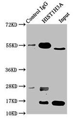 H3K9cr Antibody in Immunoprecipitation (IP)