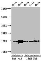 H3K23ac Antibody in Western Blot (WB)